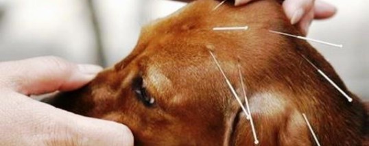Применение акупунктуры в ветеринарной медицине